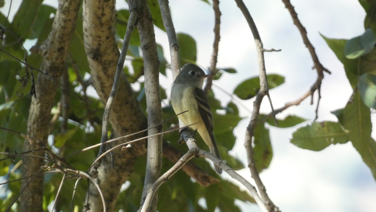 Hammond's Flycatcher - ML647655663