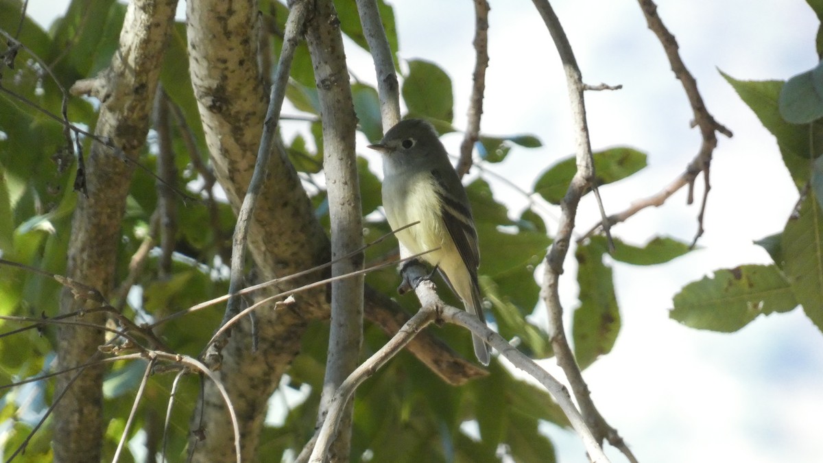 Hammond's Flycatcher - ML647655664