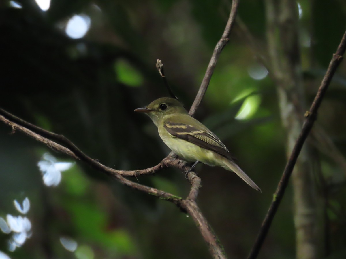 Acadian Flycatcher - ML647655687