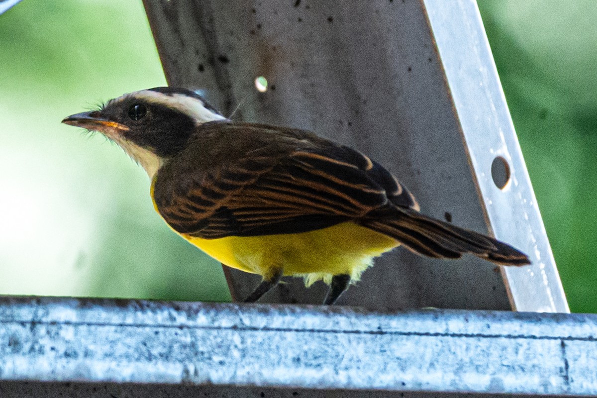 Tyran sociable - ML647655710