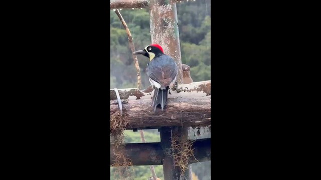 Желудёвый дятел - ML647655740