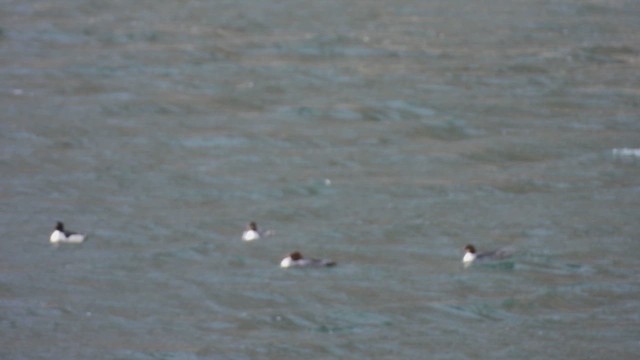 Большой крохаль - ML647655745