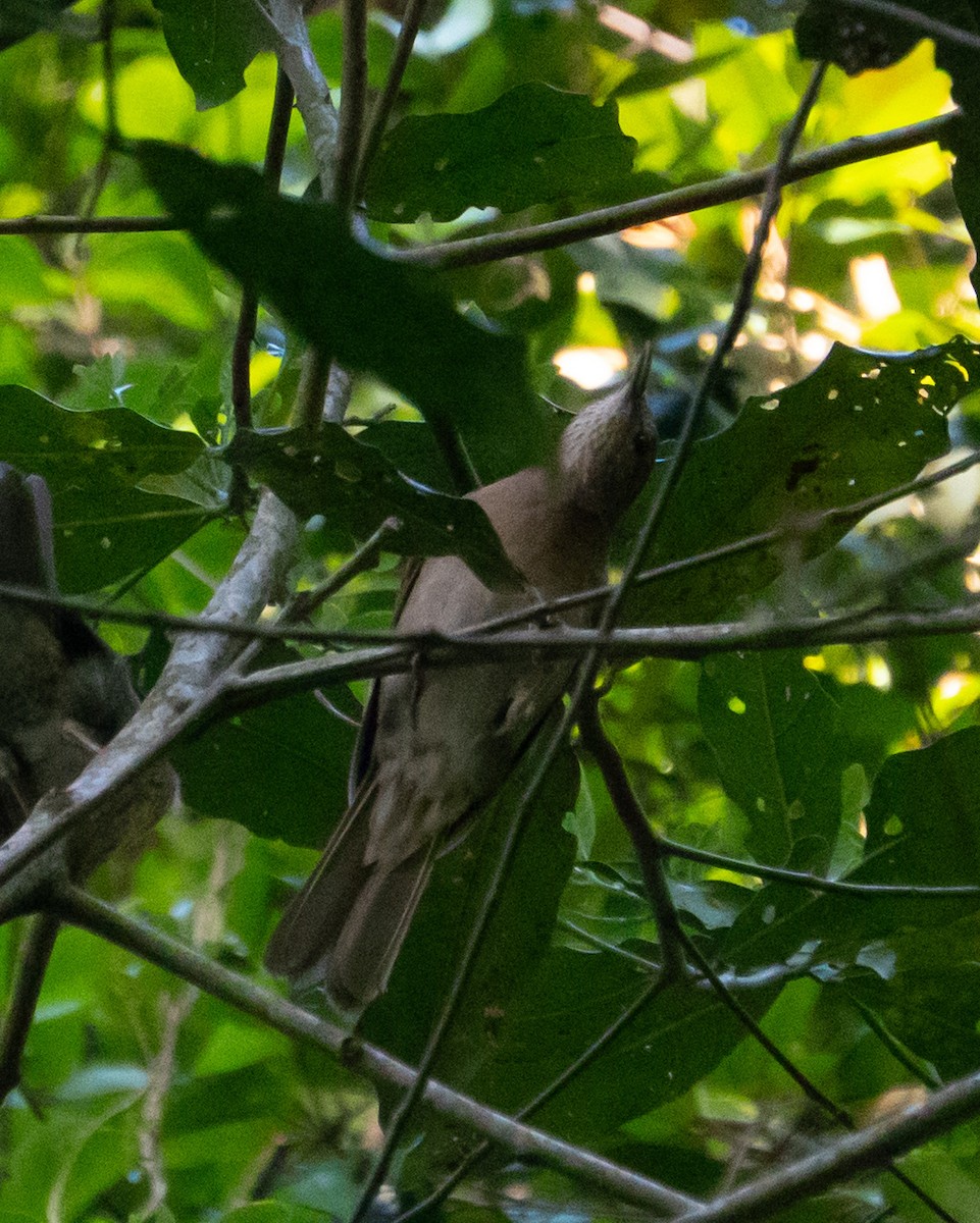Pale-breasted Thrush - ML647655754