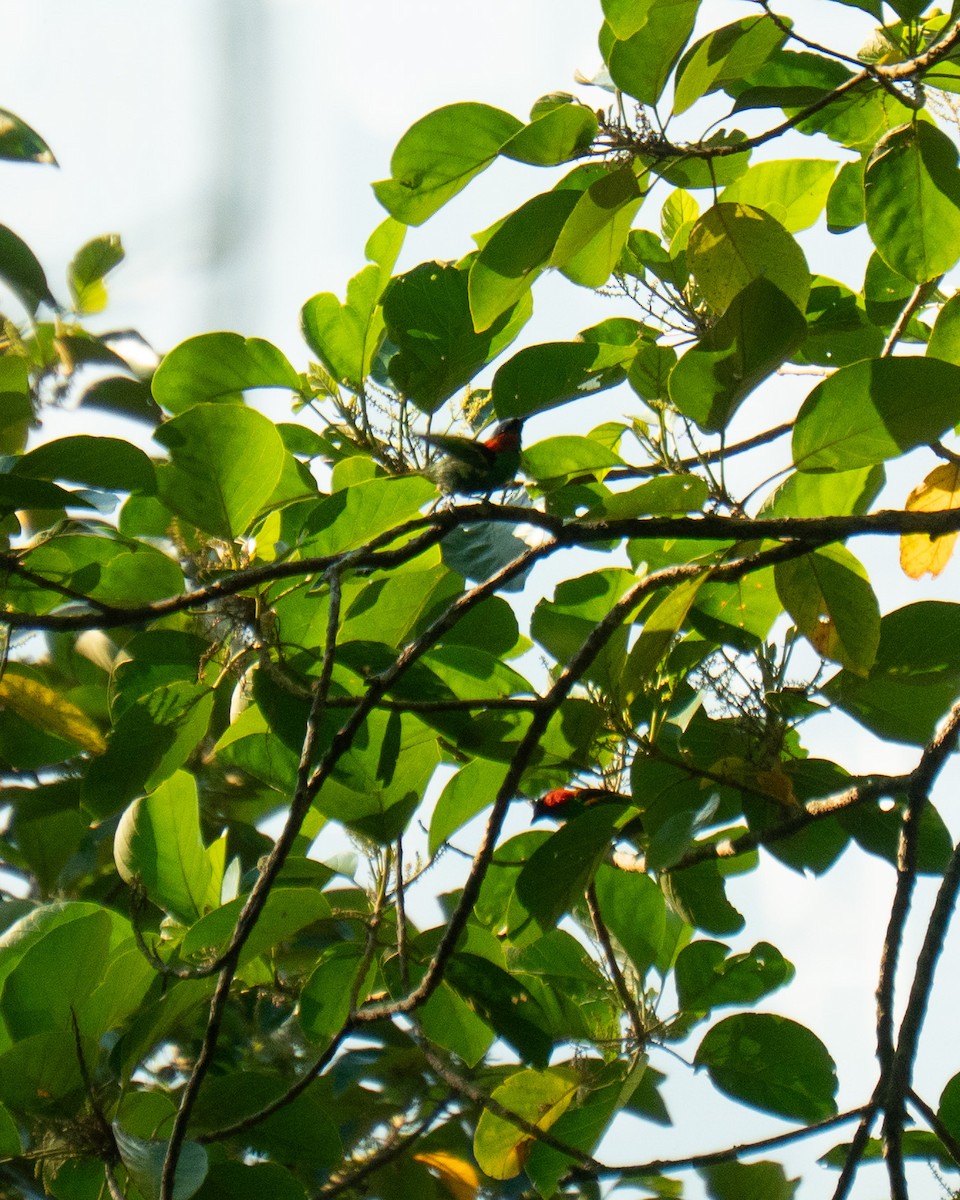 Tangara Militar - ML647655755