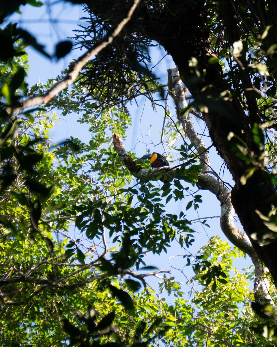 Channel-billed Toucan (Ariel) - ML647655757