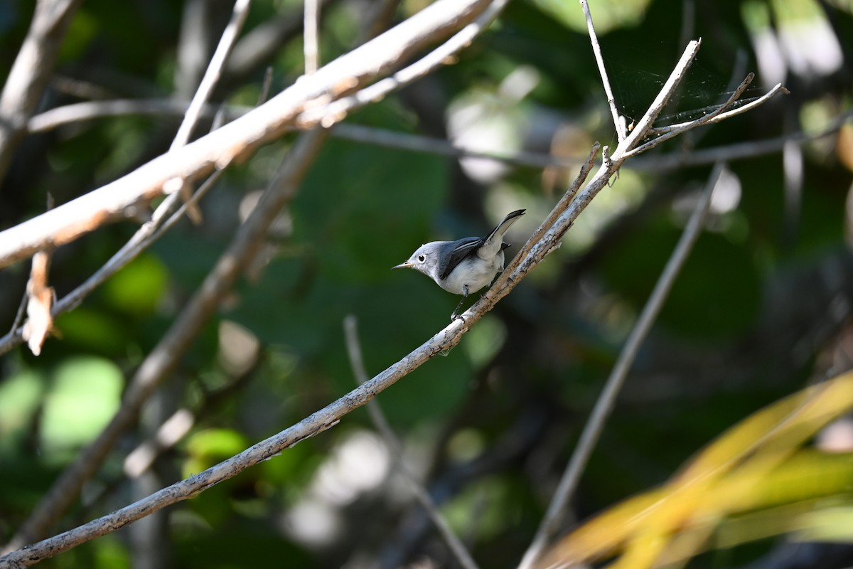 Blue-gray Gnatcatcher (Eastern) - ML647655759
