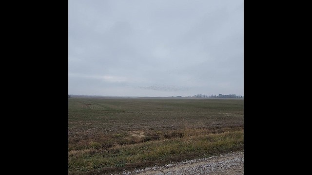 Белый гусь - ML647655766