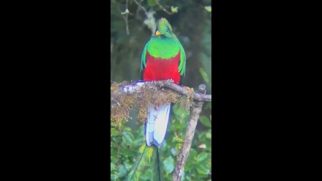 Кетцаль - ML647655768