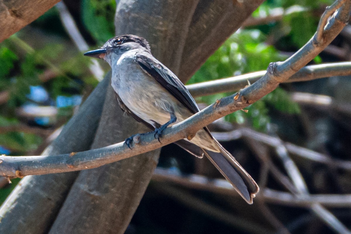 Brezilya Islıkçı Tiranı - ML647655780