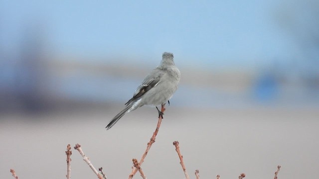 Горный кларино - ML647655805