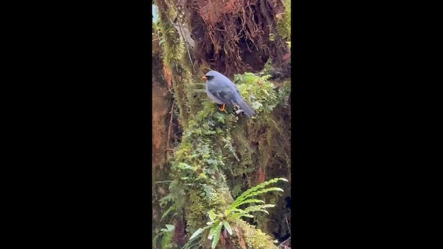 Чернолицый кларино - ML647655852