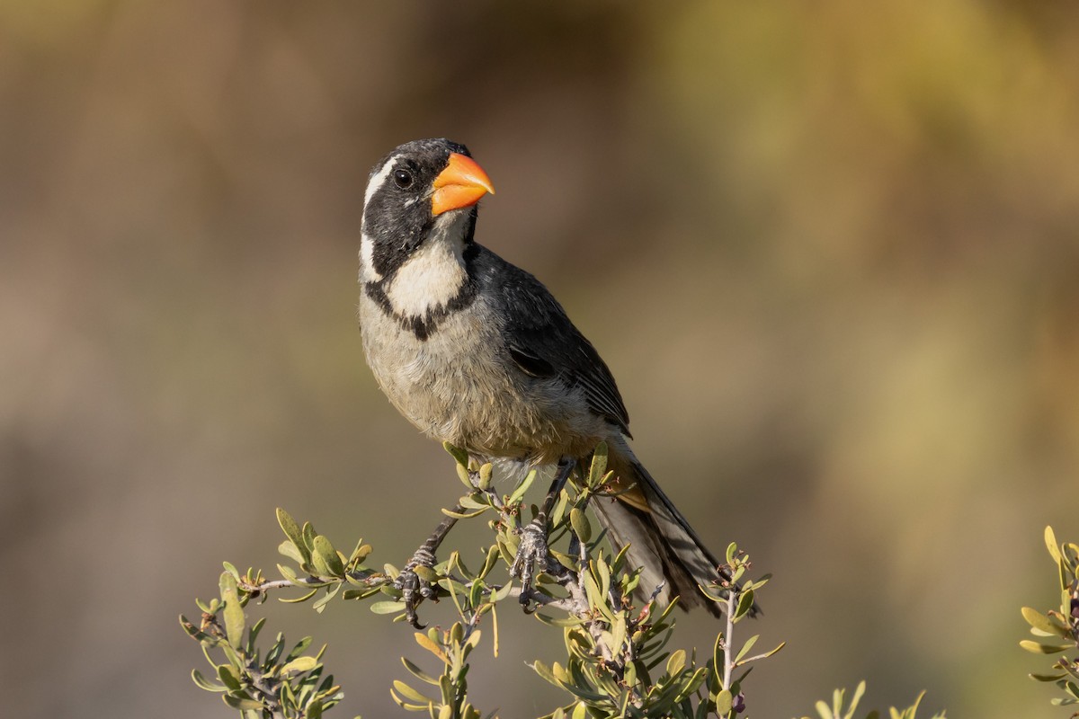 Golden-billed Saltator - ML647655867