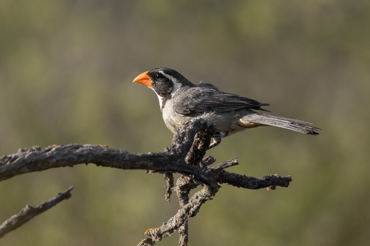 Golden-billed Saltator - ML647655868