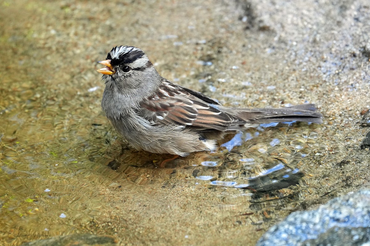 Dachsammer - ML647655890