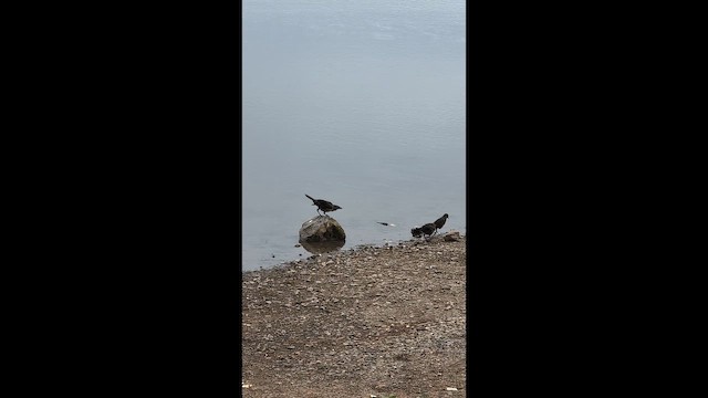 Большехвостый гракл - ML647655935