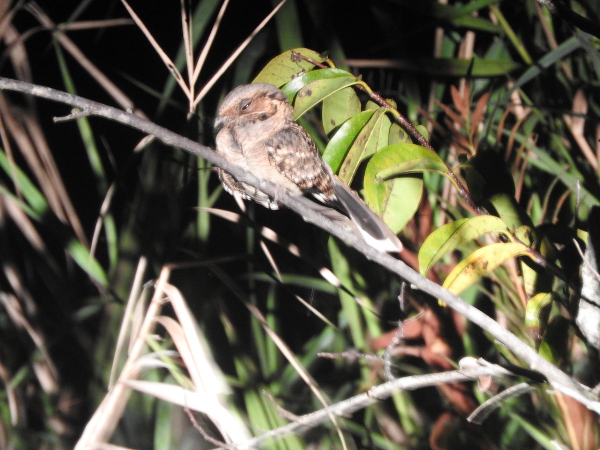 pauraquenattravn - ML647655936