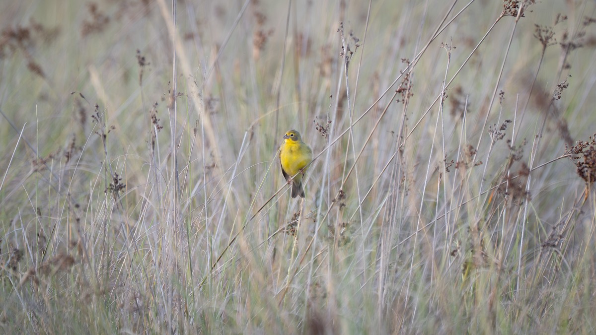 Grassland Yellow-Finch - ML647655957