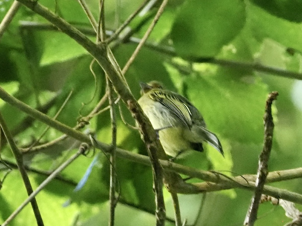 Ochre-lored Flatbill - ML647655959