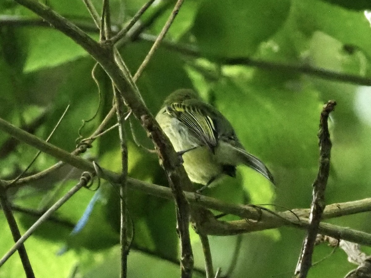 Ochre-lored Flatbill - ML647655960