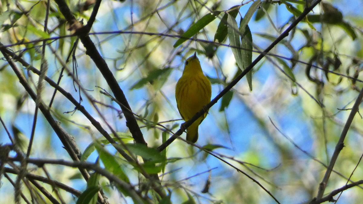 Northern Yellow Warbler - ML647655976