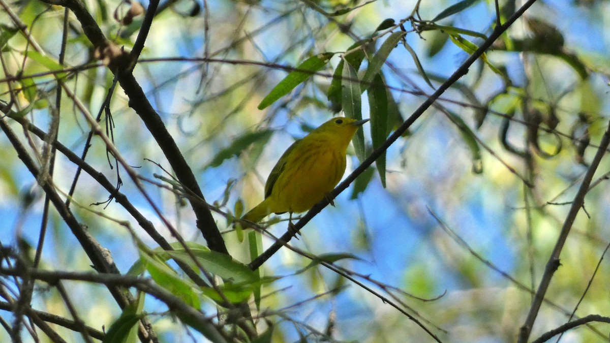 Northern Yellow Warbler - ML647655977