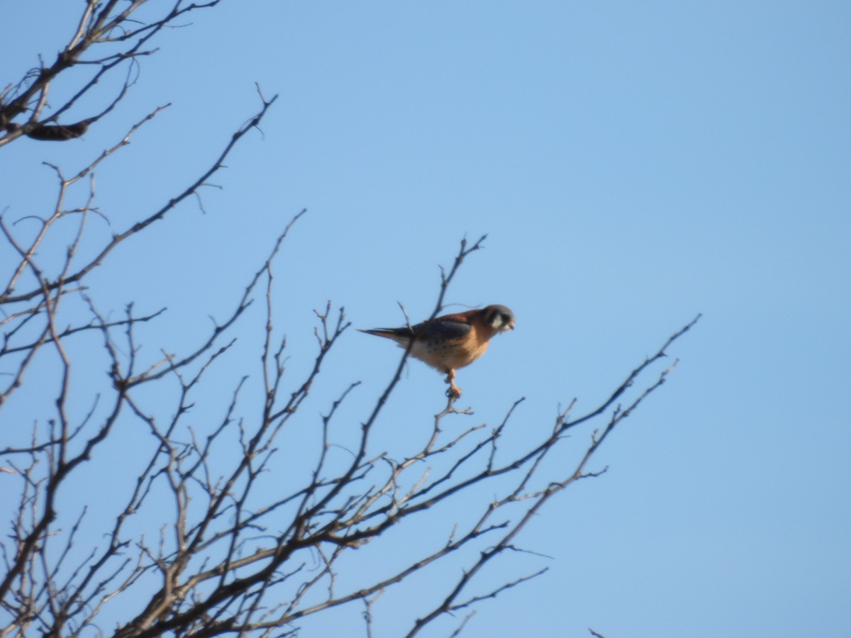 American Kestrel - ML647655979