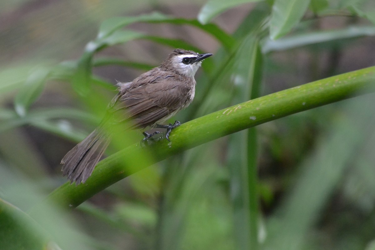Yellow-vented Bulbul - ML647655981