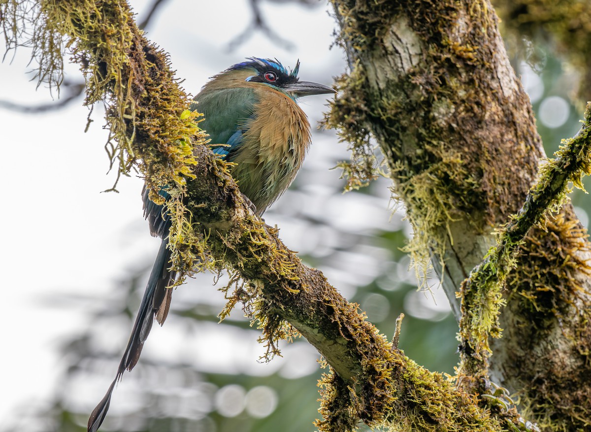 Lesson Motmotu - ML647655985