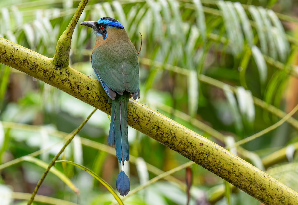 Lesson Motmotu - ML647655991