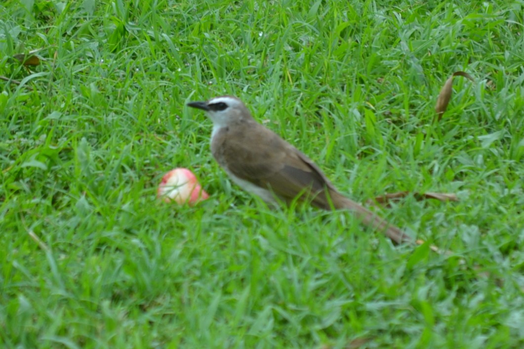 Yellow-vented Bulbul - ML647655992