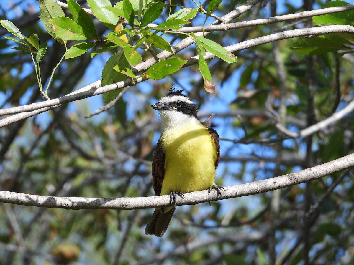 Great Kiskadee - ML647656000