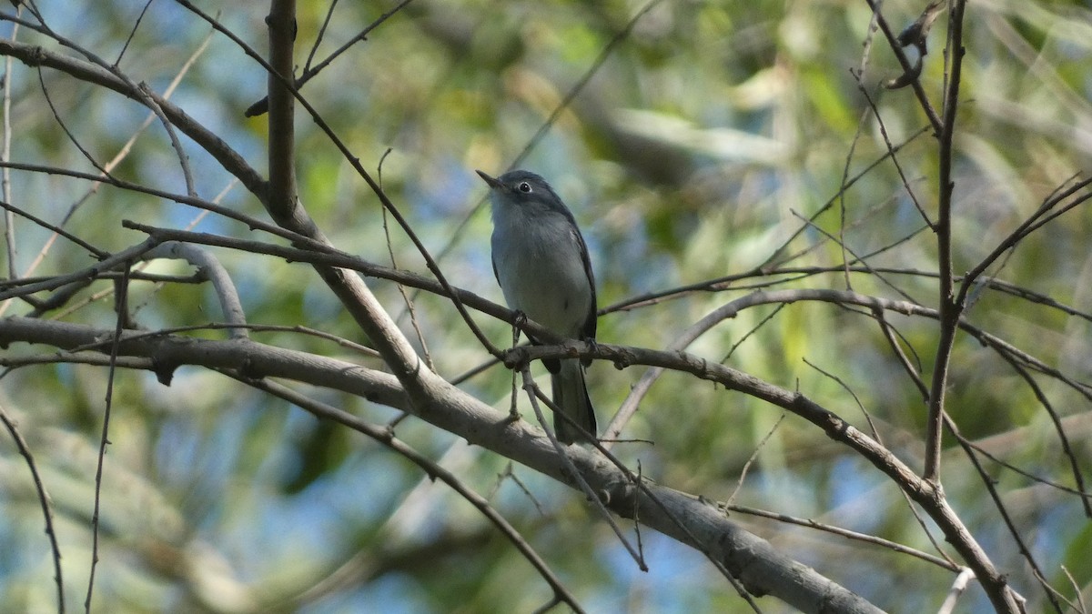 Blue-gray Gnatcatcher - ML647656002