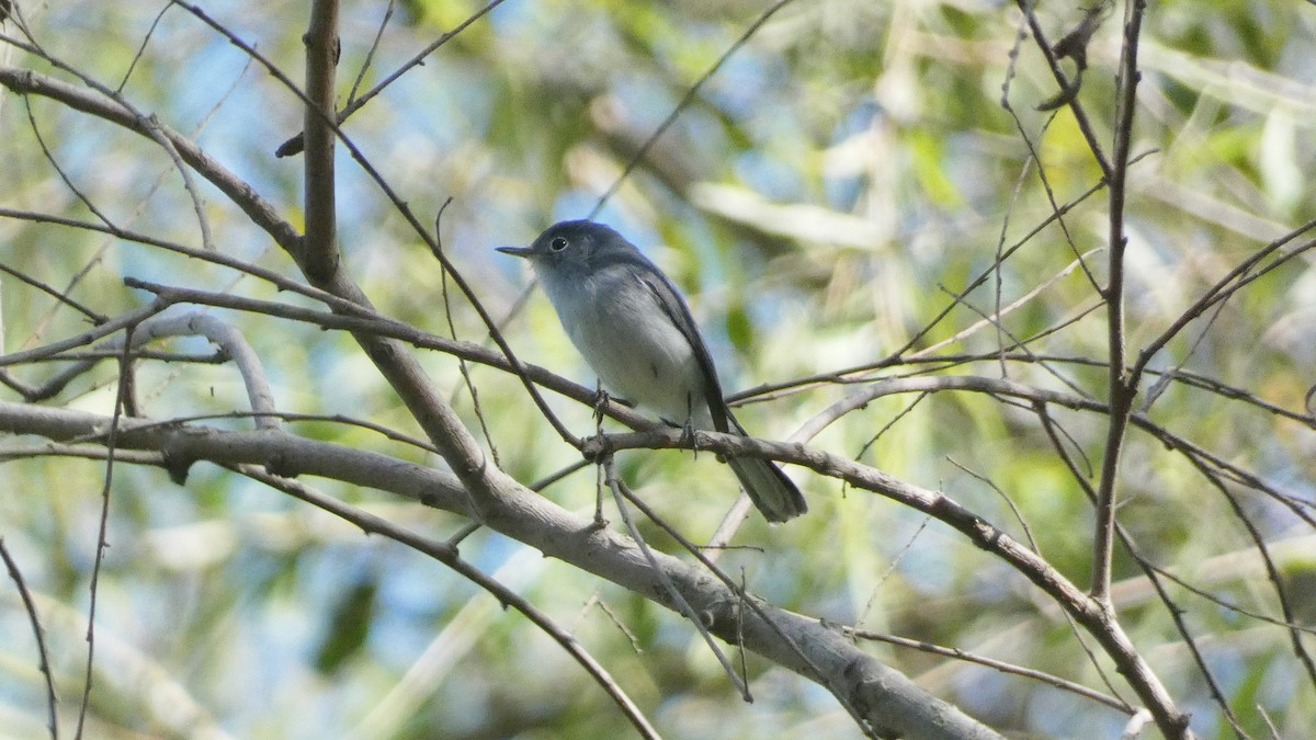 Blue-gray Gnatcatcher - ML647656003