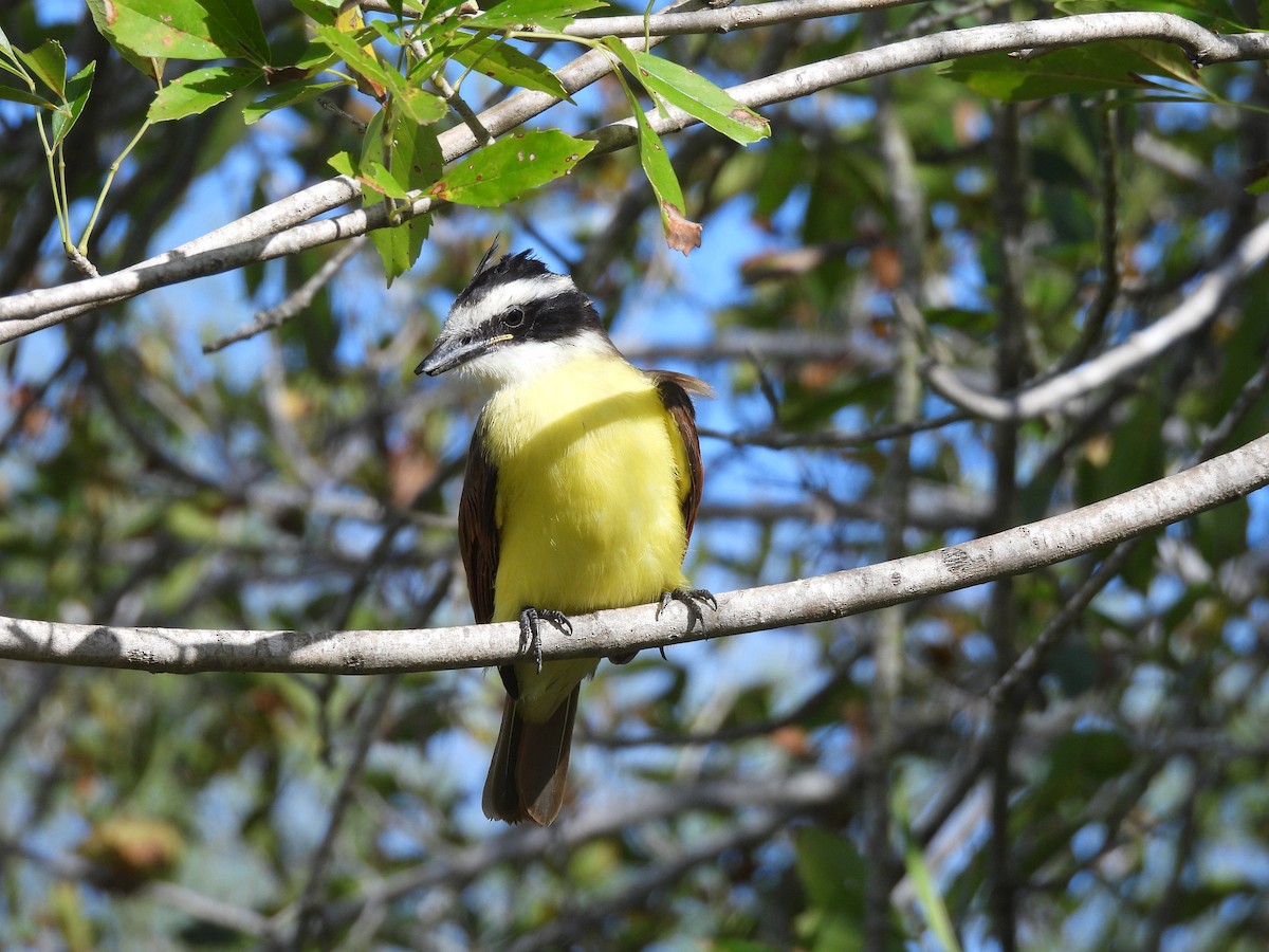 Great Kiskadee - ML647656004