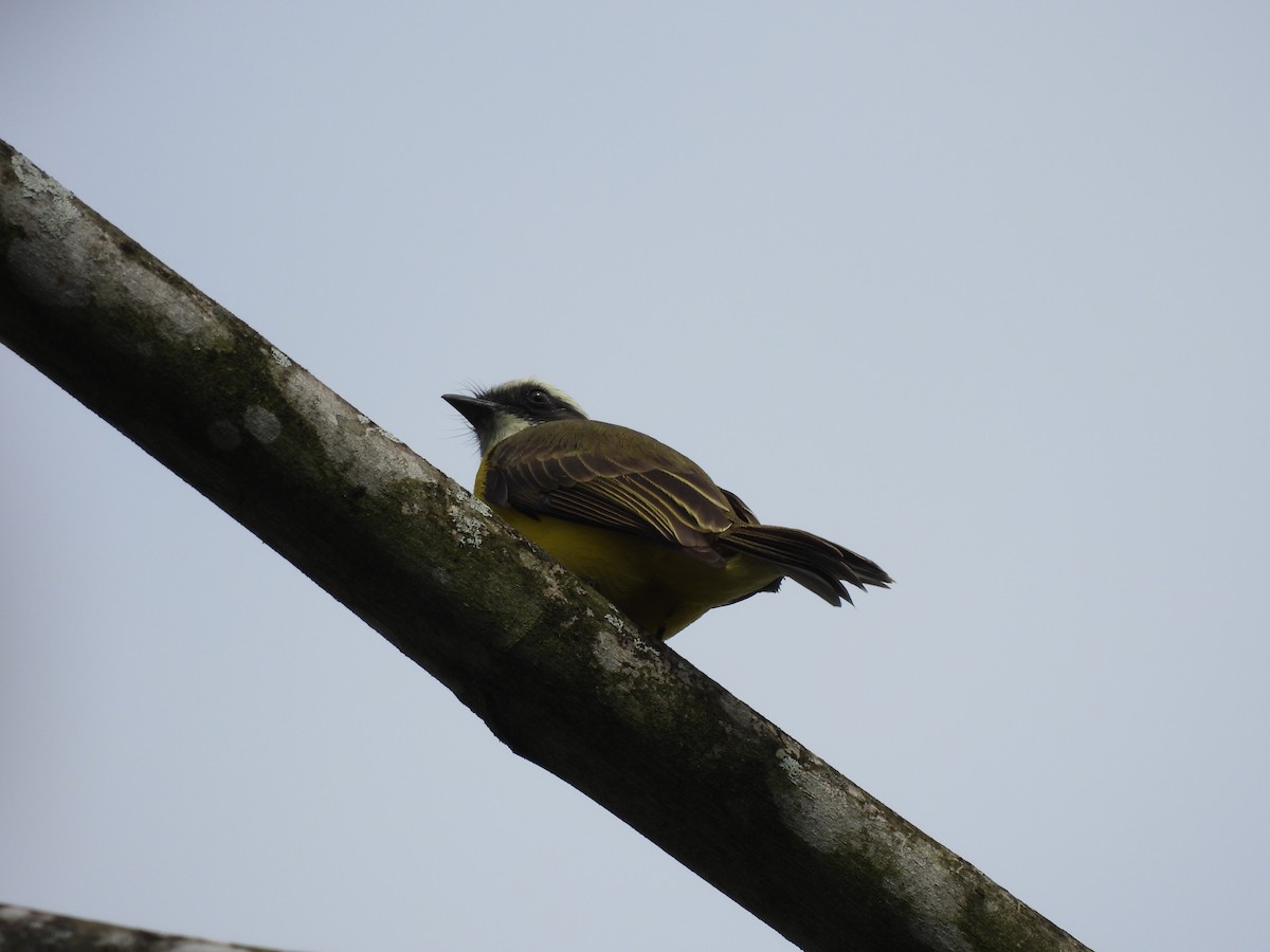 Tyran sociable - ML647656026