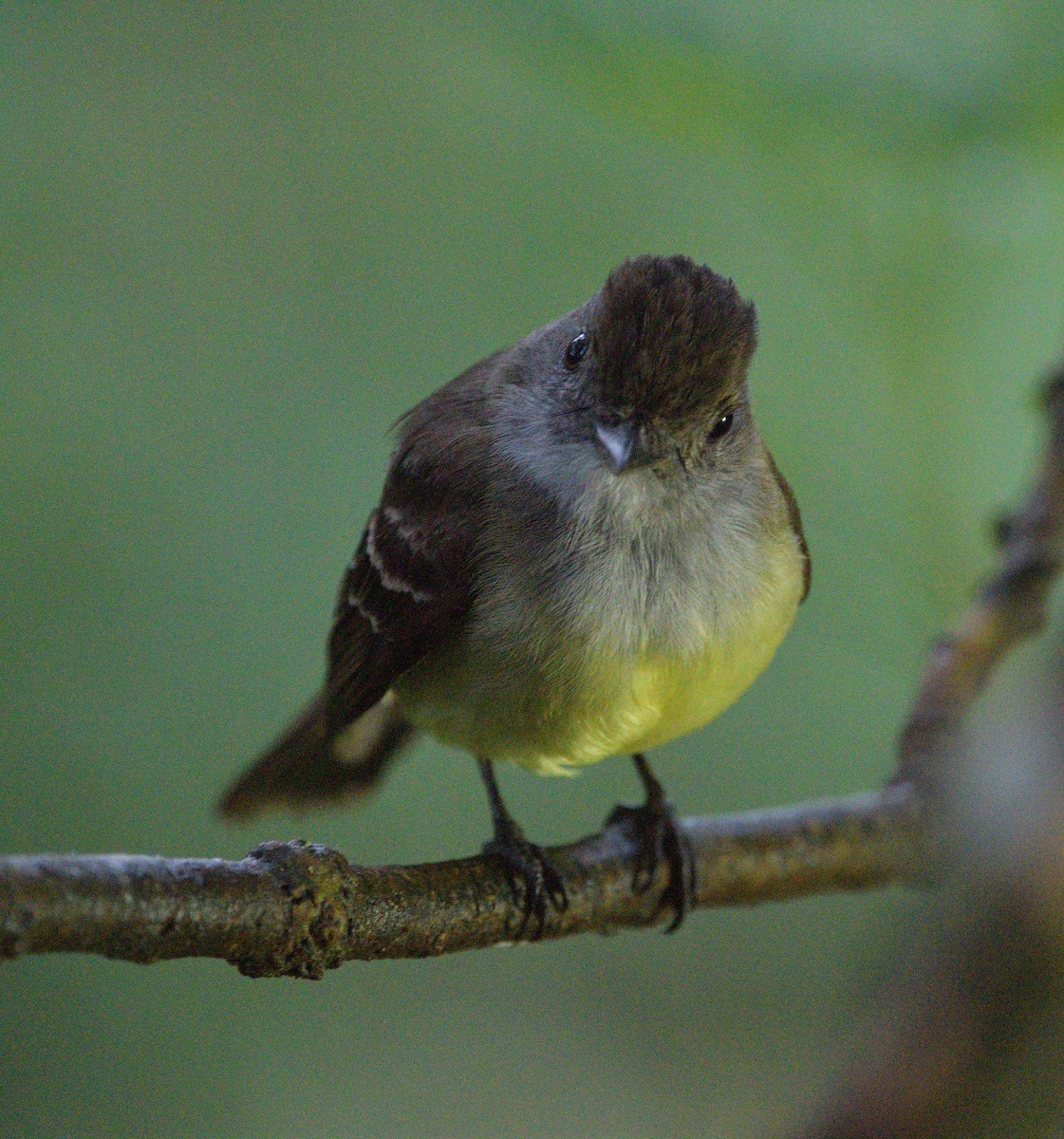 Pale-edged Flycatcher - ML647656037