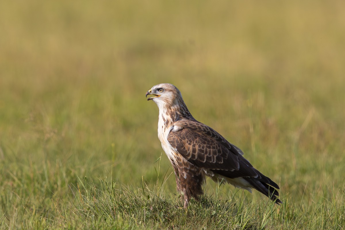 Upland Buzzard - ML647656039