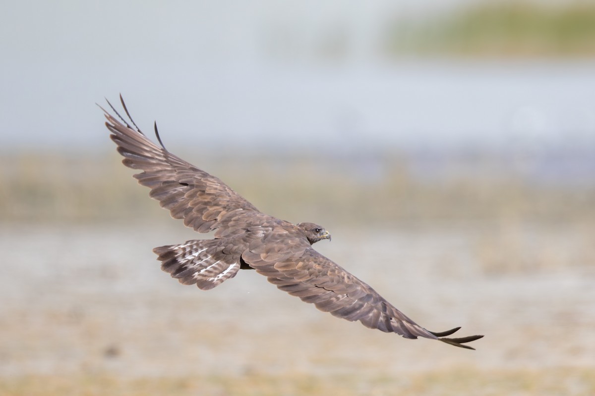 Upland Buzzard - ML647656042