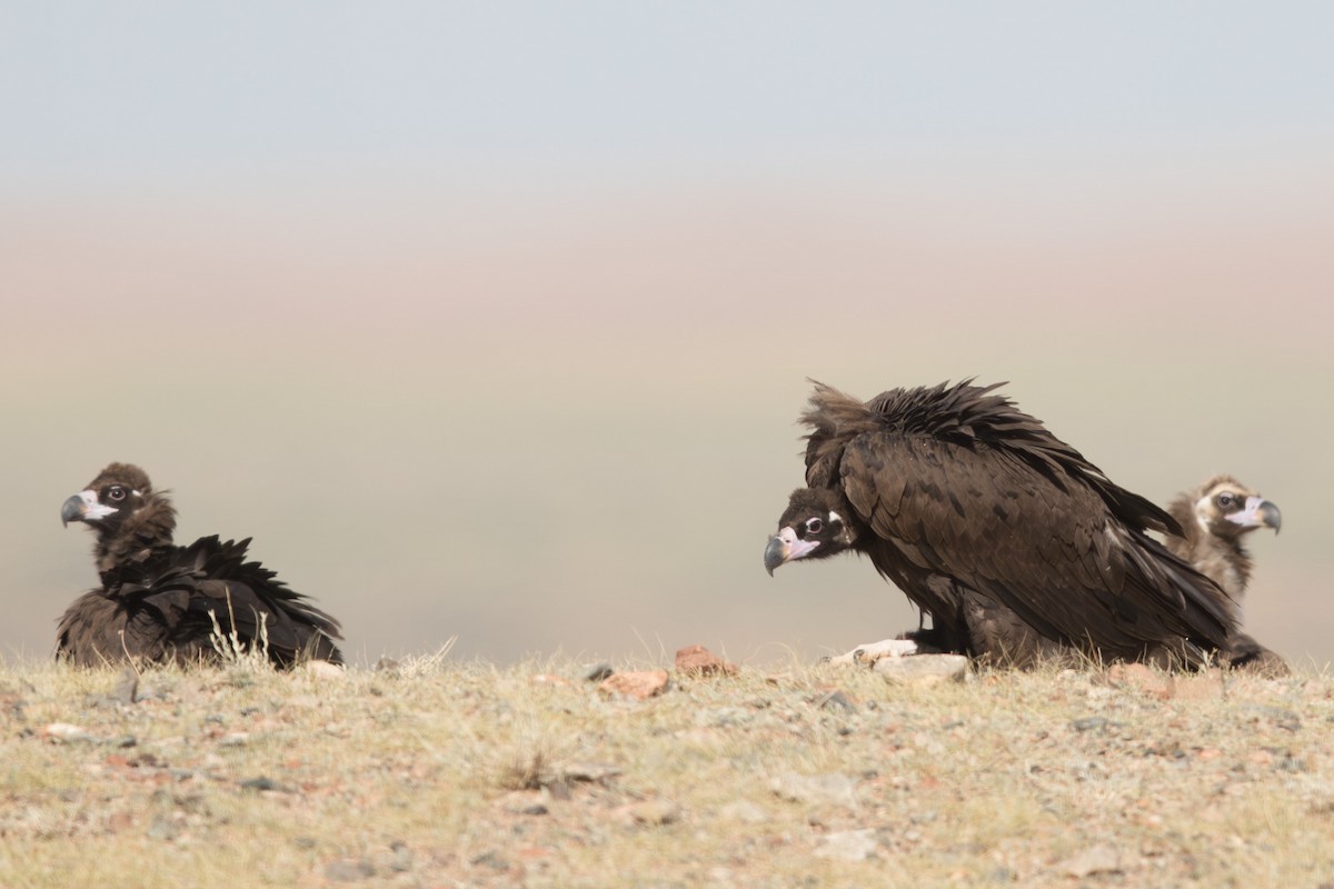 Buitre Negro - ML647656057