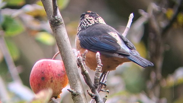 Жемчужнощёкая танагра - ML647656102