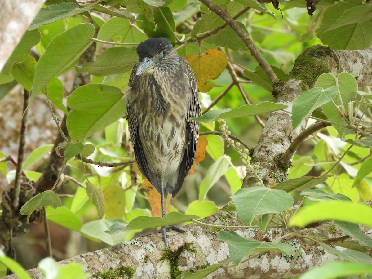 kvakoš žlutočelý - ML647656111