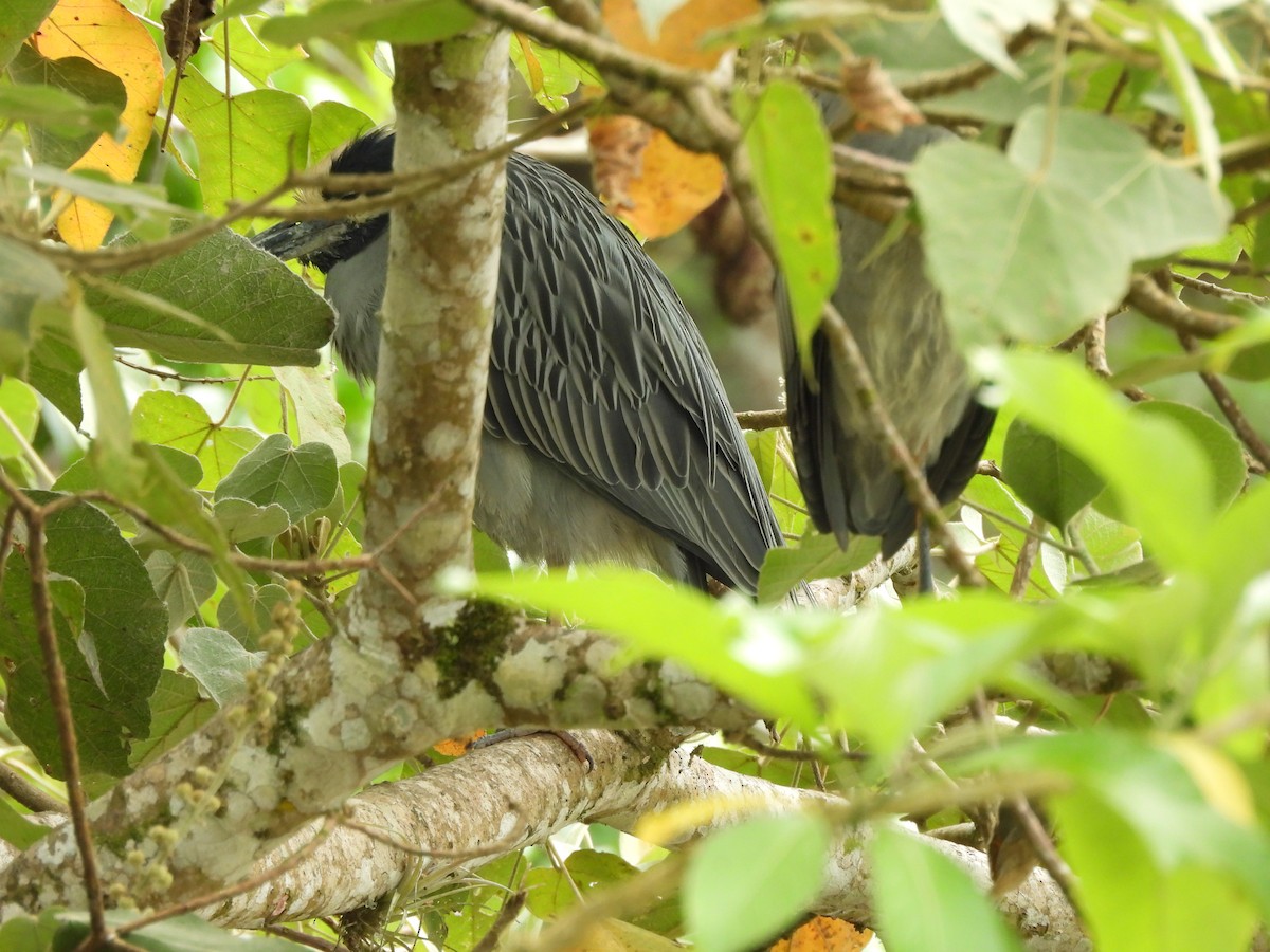 kvakoš žlutočelý - ML647656112