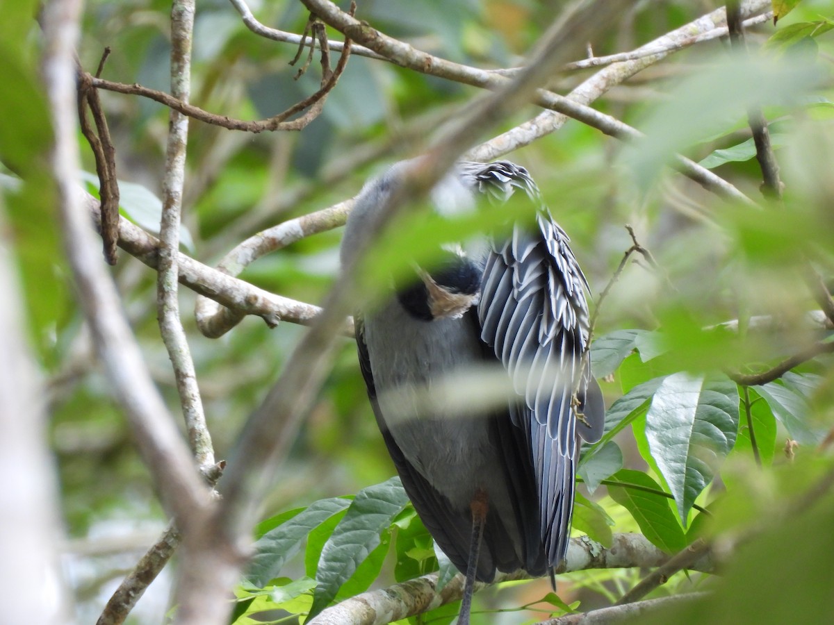 kvakoš žlutočelý - ML647656130