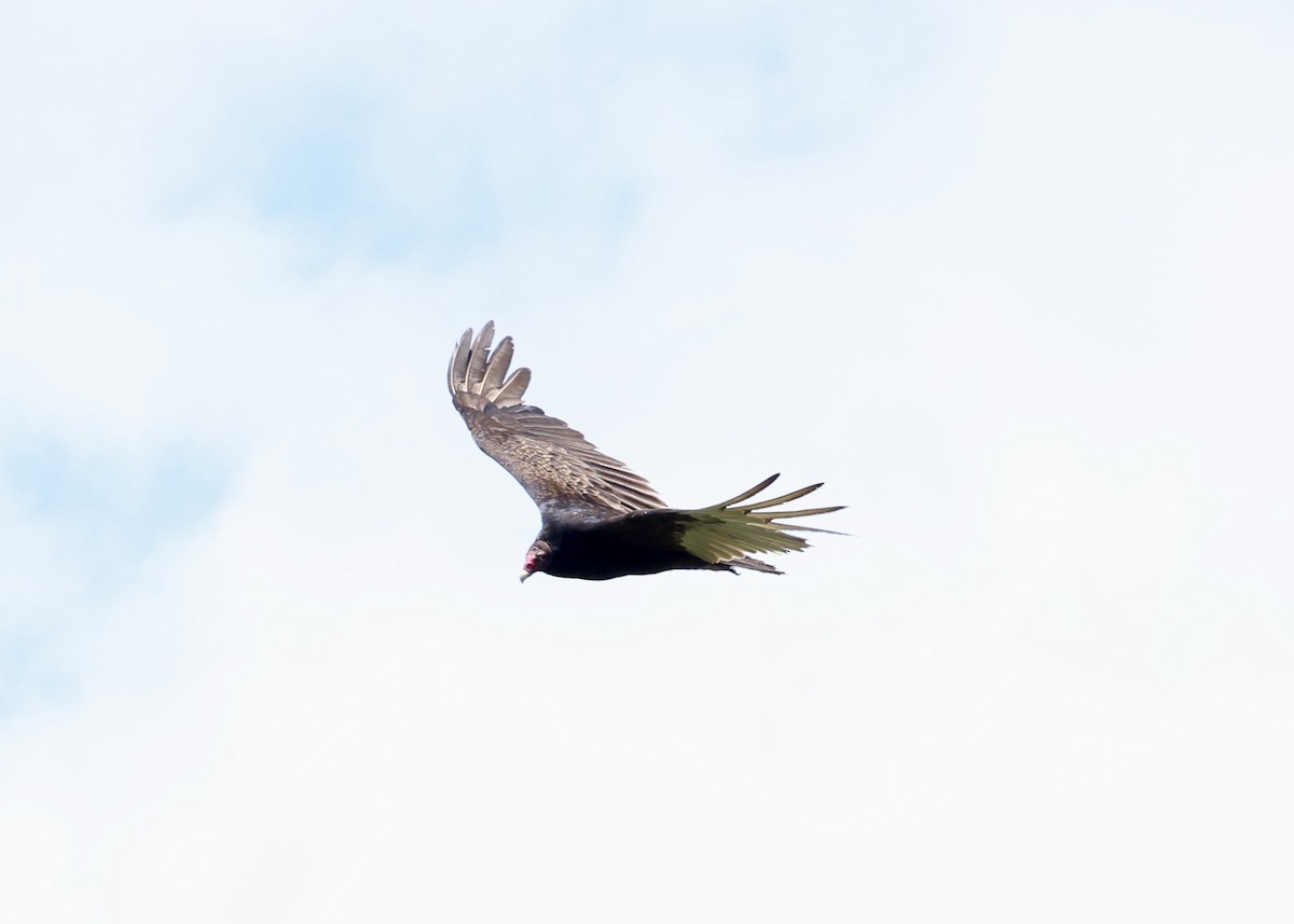 Turkey Vulture - ML647656131