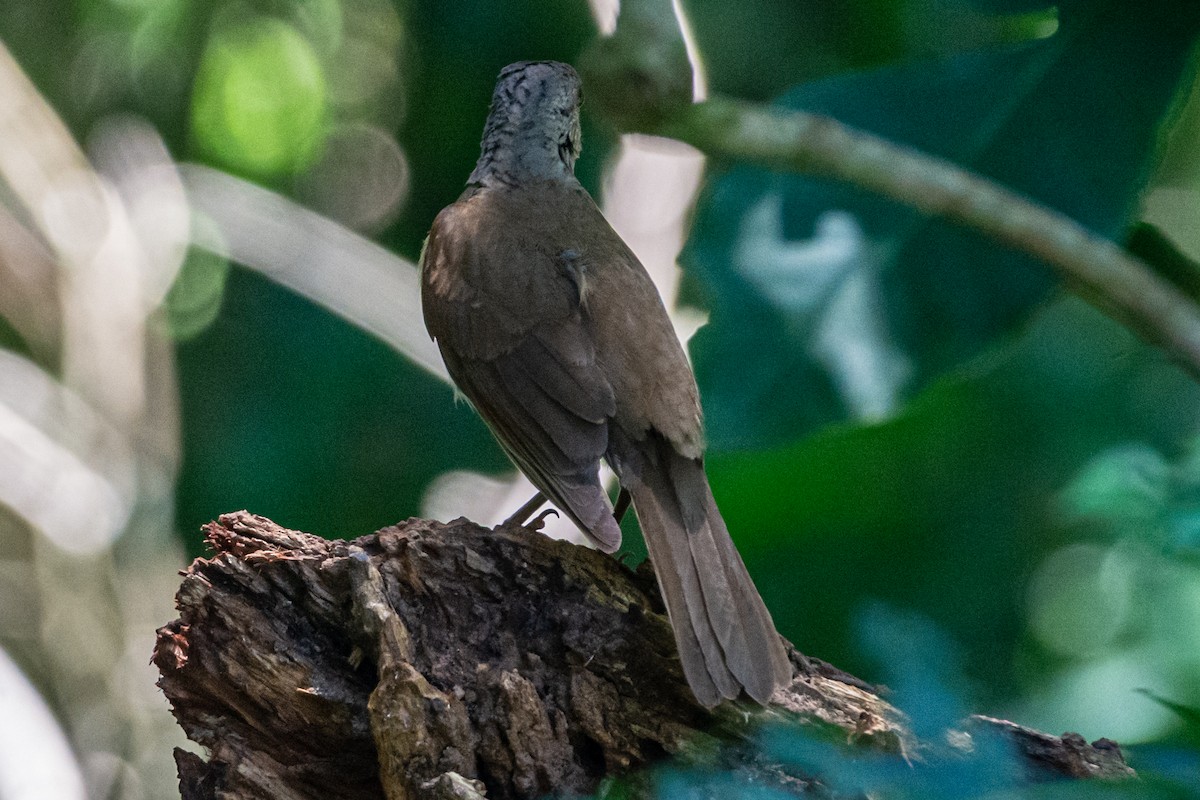 Pale-breasted Thrush - ML647656142