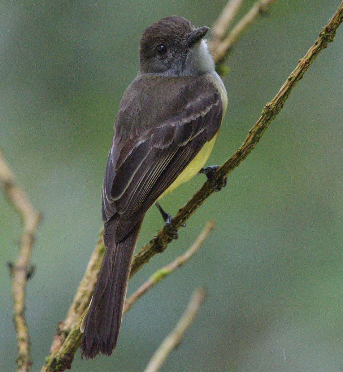 Pale-edged Flycatcher - ML647656165
