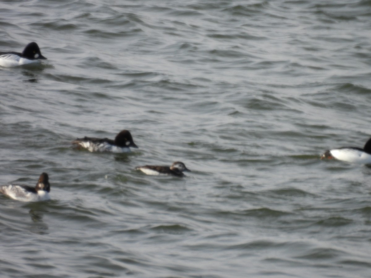 Long-tailed Duck - ML647656170