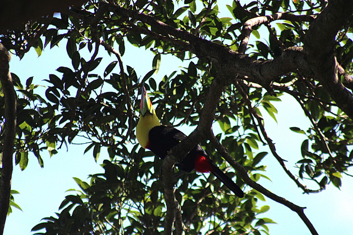 regnbuetukan - ML647656176