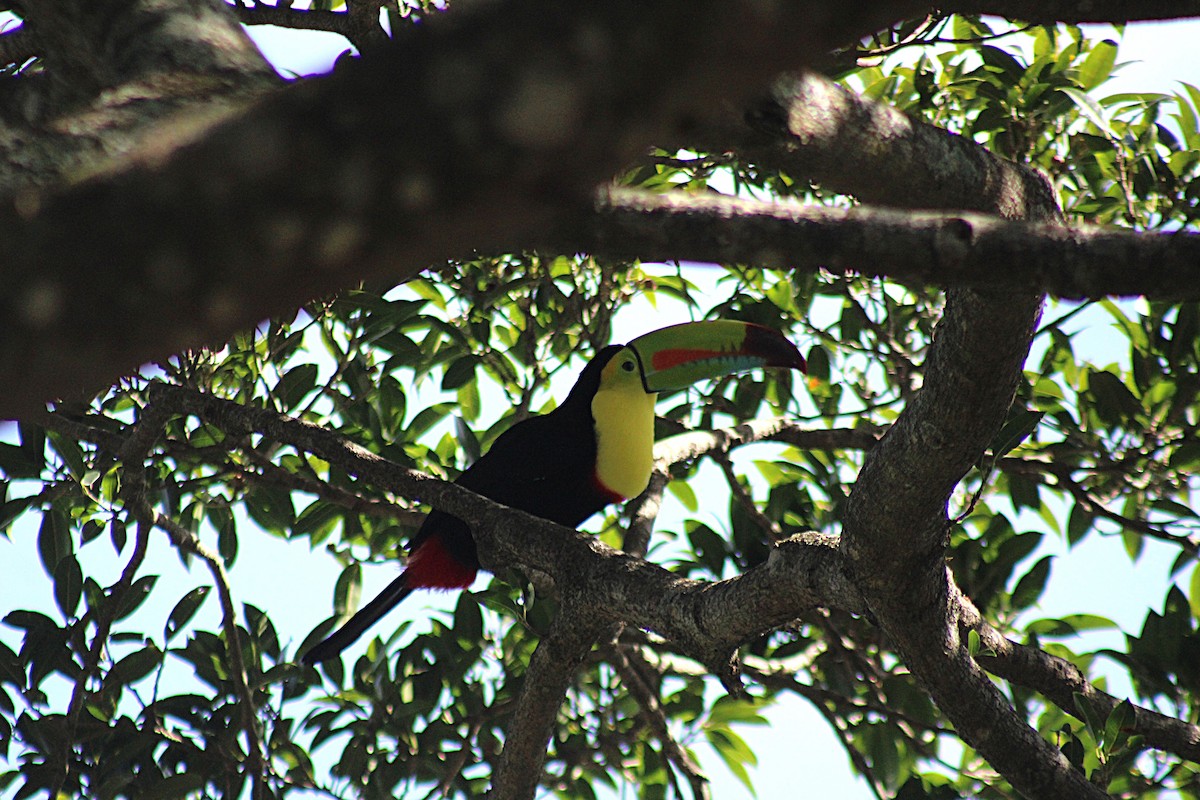 regnbuetukan - ML647656177