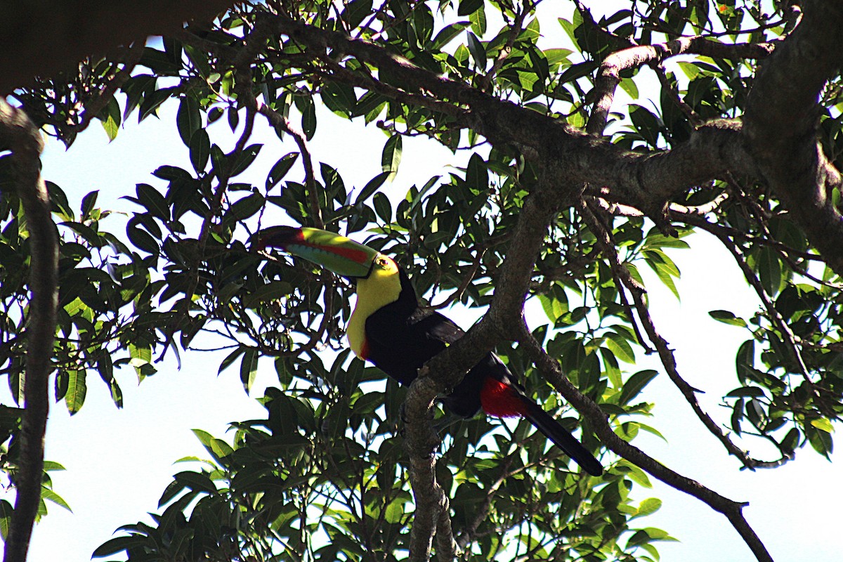 regnbuetukan - ML647656178